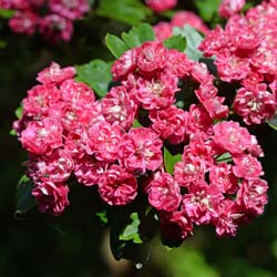Red flowering Hawthorn 'Paul's Scarlet'